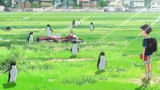 Película Penguin Highway: Aoyama mira fijamente un campo donde se han reunido 8 pingüinos