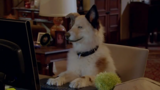 Hund mit einem Blog-Screenshot