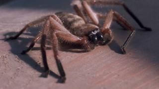 Arachnophobia Movie: Scene # 4