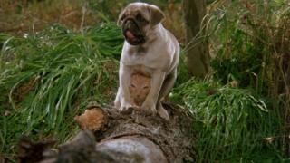 Película Las Aventuras de Milo y Otis: Escena # 2