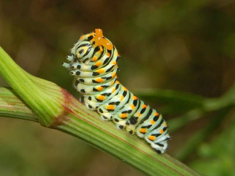 Si quieres convertirte en hombre lobo, debes aprender de las mariposas