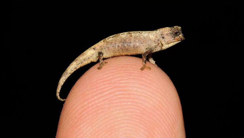 ¿Encontramos el reptil más pequeño de todos los tiempos? El nano camaleón puede ser pequeño, pero es un éxito entre las mujeres.