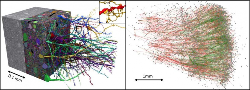 Gli scienziati di Google e Harvard creano una mappa 3D del cervello umano utilizzando 225 milioni di immagini