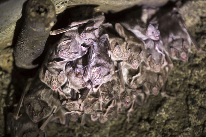 Fósil del murciélago vampiro más descomunal que jamás haya salido volando de 100.000 años de oscuridad
