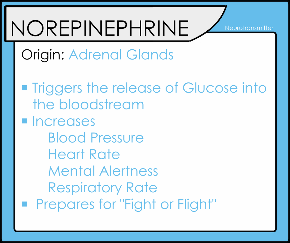 fatos sobre norepinefrina