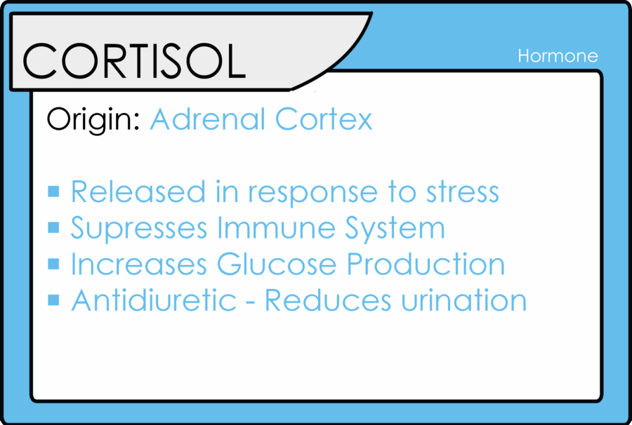 cortisol-fatos