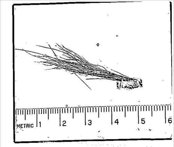 Quindi l'FBI ha rilasciato alcuni file di Bigfoot. Quali sono le probabilità che il sasquatch sia reale?