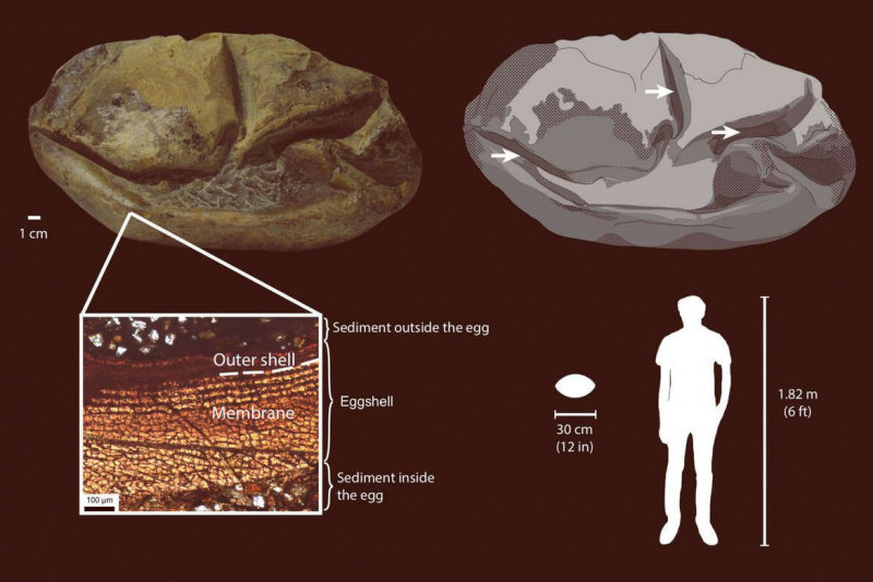 Les paléontologues découvrent un énorme œuf préhistorique pondu par un reptile marin du Crétacé supérieur