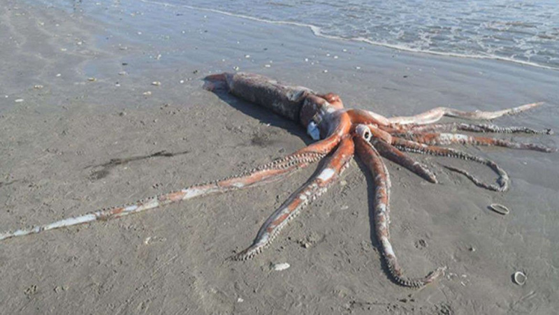 Hva en gigantisk blekksprut som vasket opp intakt kan fortelle oss om denne unnvikende virkelige Kraken