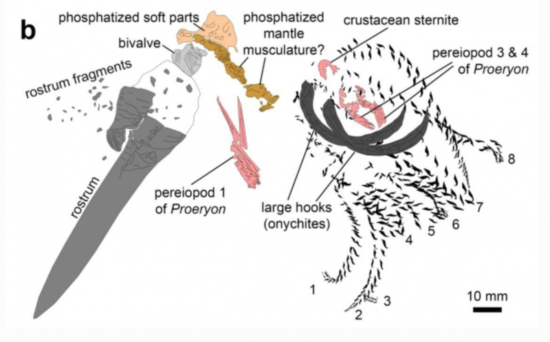 Haifossil