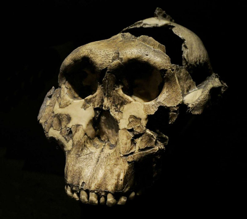 Къде времето скри тялото? Появи се нов човешки предшественик без кости