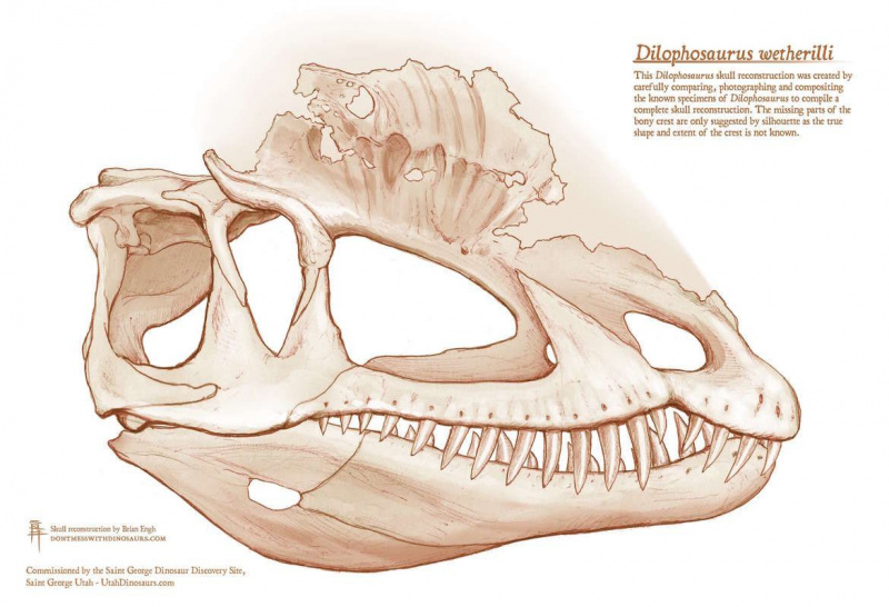 Dino Skull