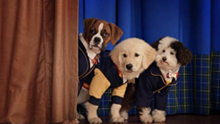 „Pup Academy“ televizijos laida: „Sparky“, „Corazon“ ir „Whiz“.