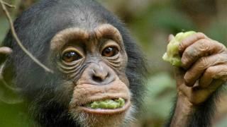 Captura de tela do chimpanzé