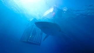 Filme 47 Metros Abaixo: Um tubarão circulando na gaiola