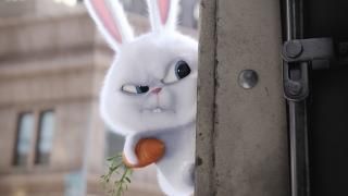 الحياة السرية للحيوانات الأليفة: Snowball the bunny