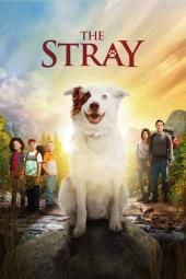 The Stray Movie Poster Image
