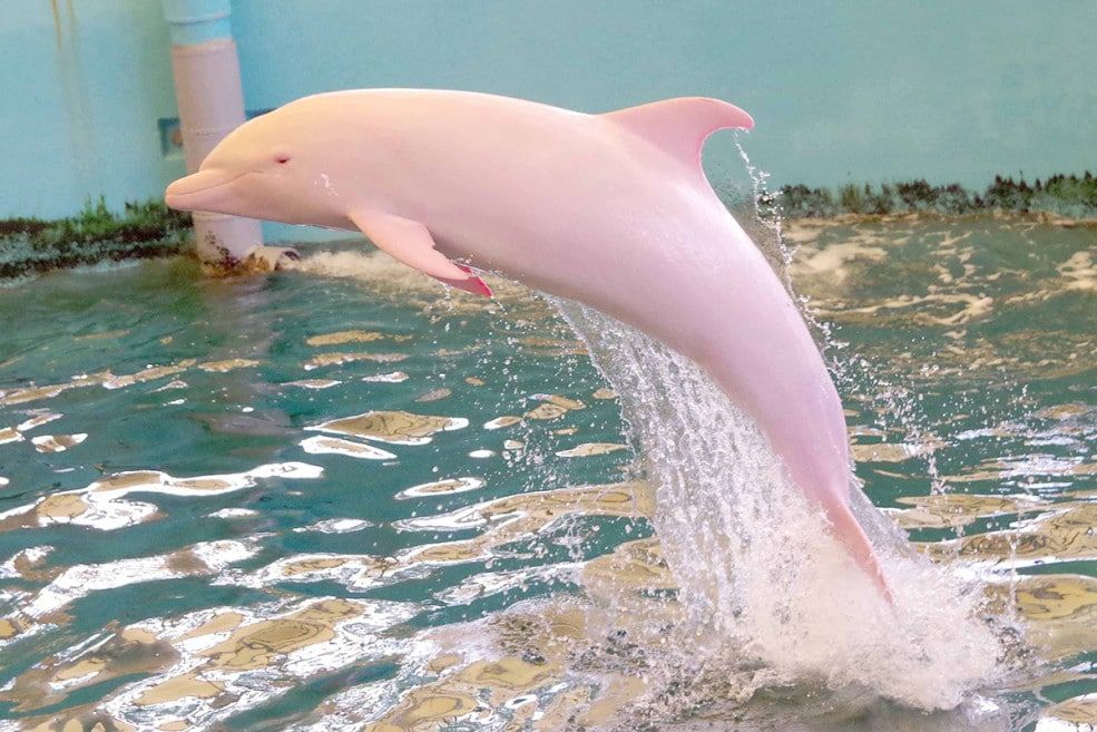 ροζ δελφίνι