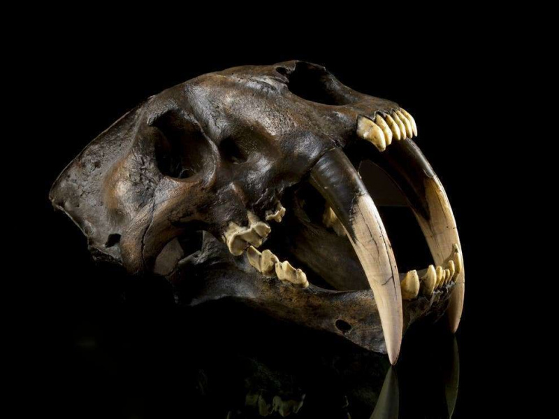 smilodon