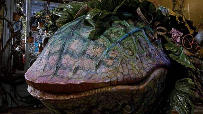 A Little Shop of Horrors está prestes a ficar real, porque os flytraps desmiolados de Vênus ainda conseguem se lembrar de coisas