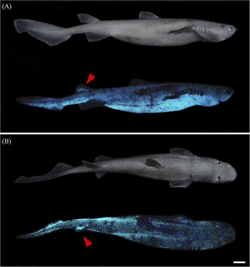 Onderzoekers brengen 3 nieuwe glow-in-the-dark-haaien in de schijnwerpers, dus we zien ze in ieder geval aankomen