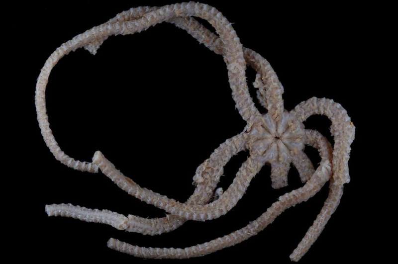 Ανατριχιαστικό νέο είδος θαλάσσιου πλάσματος που ανακαλύφθηκε με γαντζωμένα χέρια και οκτώ σαγόνια