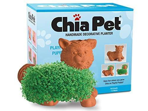 Chia Pet.jpg