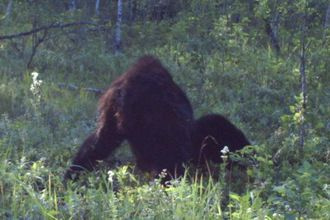 ¿Un cazador canadiense capturó una foto increíblemente clara de Bigfoot?